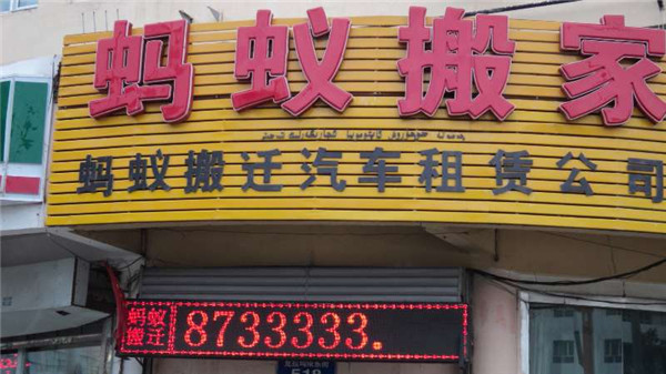 蚂蚁搬家风采